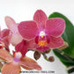 Phalaenopsis Bella Orchid Plant - FF