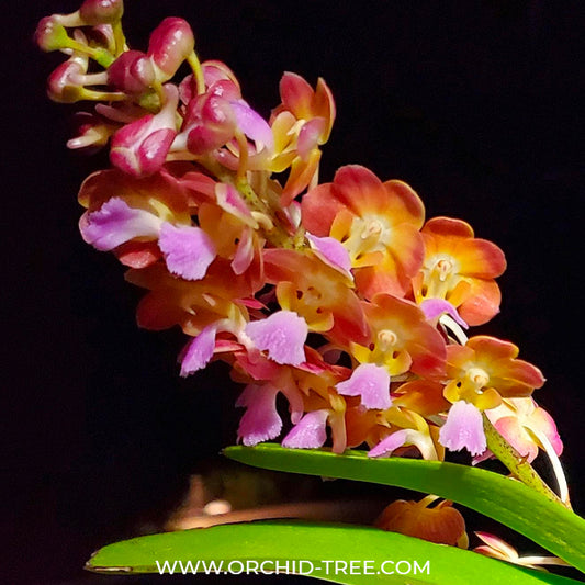 Vanda Bangkok Sunset Orchid Plant - BS