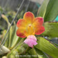 Vanda Bangkok Sunset Orchid Plant - BS