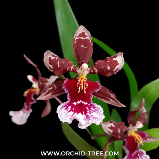 Oncidium (Odon) Barrocco Bright Orchid Plant- BS