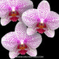 Phalaenopsis  Beautiful Smile Orchid Plant-FF