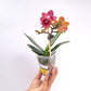 Phalaenopsis Bella Orchid Plant - FF