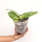 Phalaenopsis bellina sp. Orchid Plant - FF