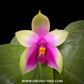 Phalaenopsis bellina sp. Orchid Plant - FF