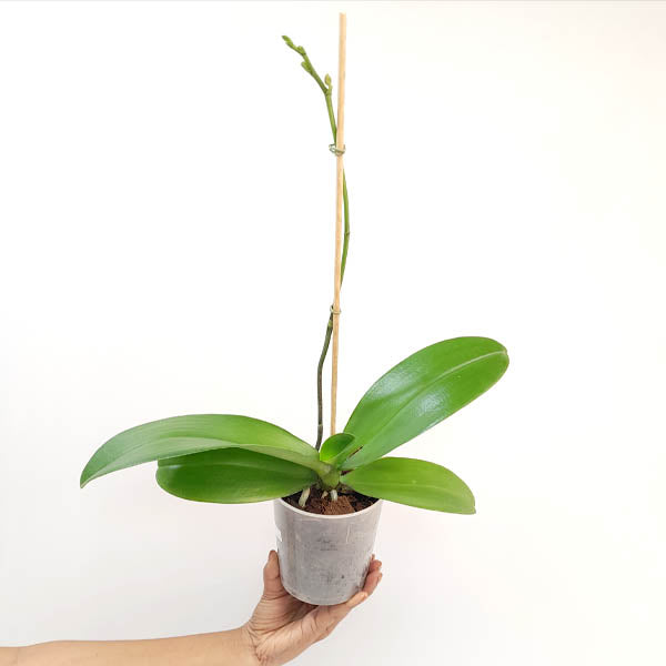 Phalaenopsis Beuna Orchid plant - FF