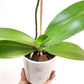 Phalaenopsis Beuna Orchid plant - FF