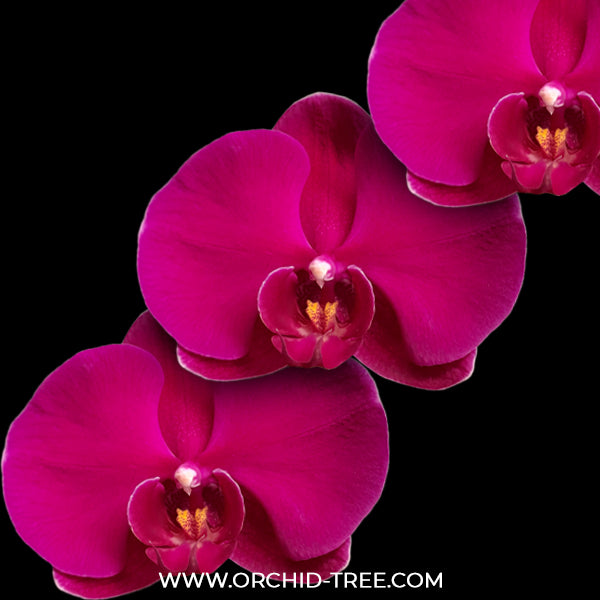 Phalaenopsis Big Red Rose Orchid Plant -BS