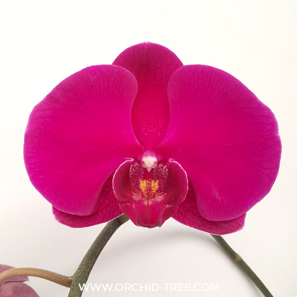 Phalaenopsis Big Red Rose Orchid Plant -BS