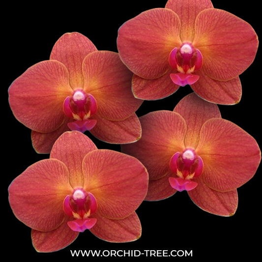 Phalaenopsis Blazing Orchid Plant- FF