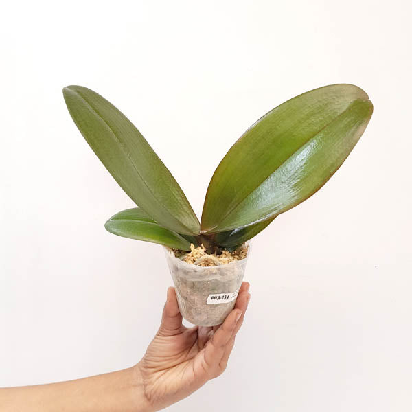 Phalaenopsis Blazing Orchid Plant- FF  (Emerging spike)