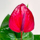 Anthurium Blood Red - FF