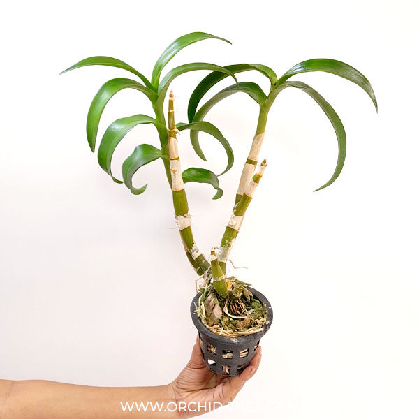 Dendrobium Twisted Blue Orchid Plant - BS