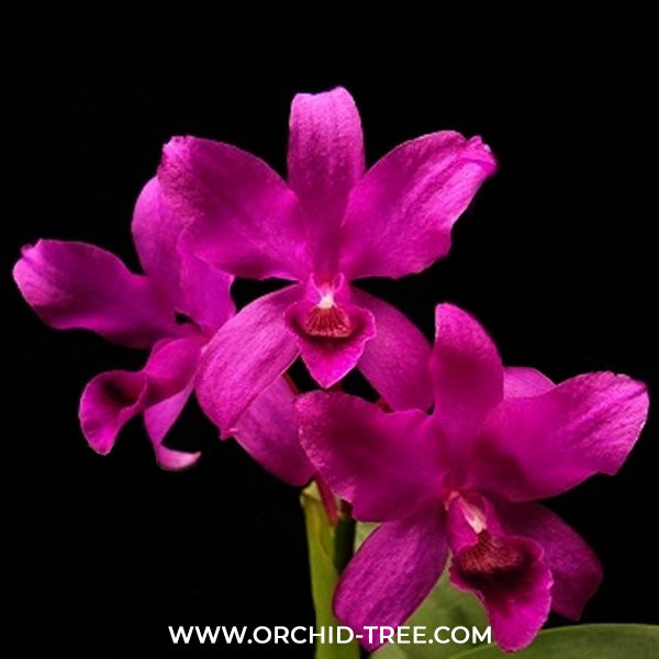 Cattleya bowringiana var. red sp. Orchid Plant - BS