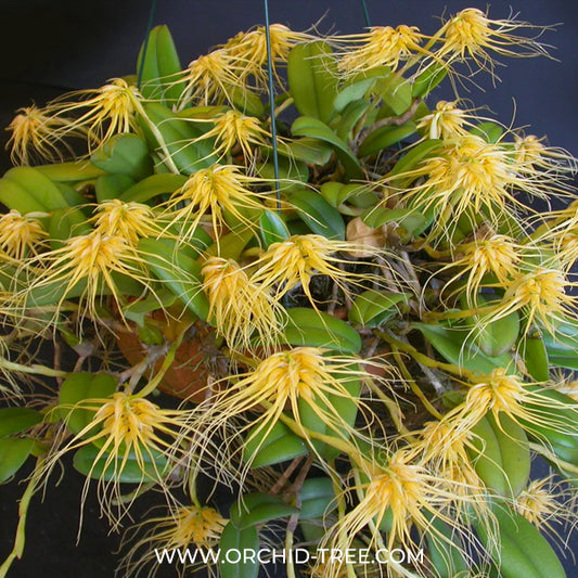 Bulbophyllum vaginatum Orchid Plant - BS