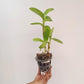 Dendrobium Burana Jade x lasianthera Orchid Plant -BS