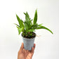 Encyclia Prosthechea Cochleata Tarantula Yellow Orchid Plant - BS