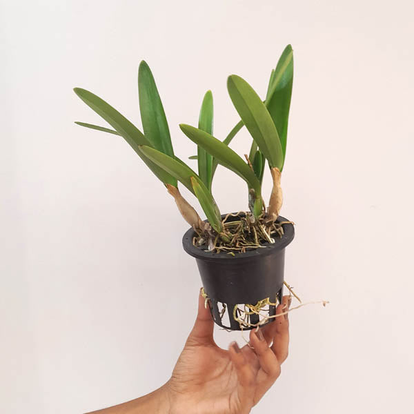 Cat. (Vaughnara) Jairak Kiss Orchid Plant- BS