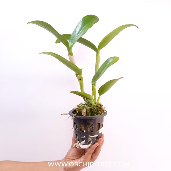 Cattleya Flame Fairy Orchid Plant -BS