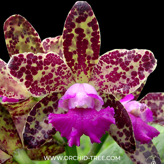 Cattleya Yuan Dung Python 'Passion Fruit' Orchid Plant- BS