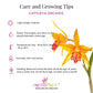 Cattleya White Bridal Orchid Plant - BS