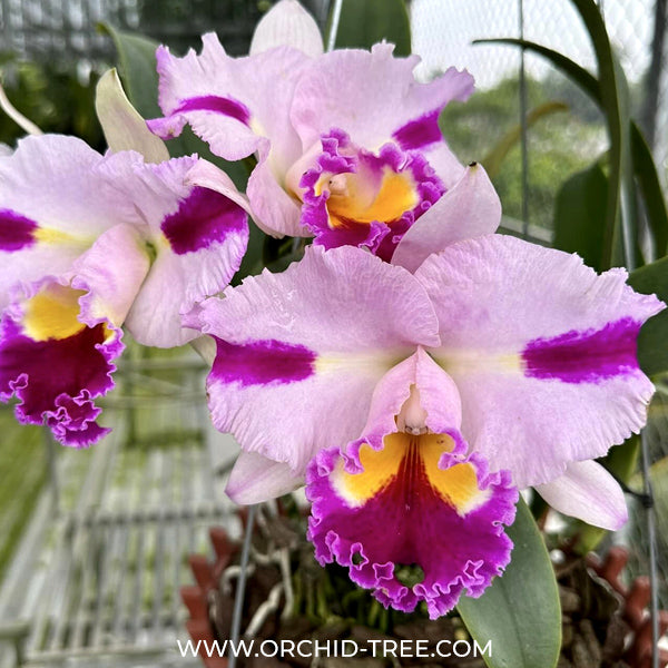 Cattleya Platinum Sun 'Patchara Fancy' Orchid Plant - BS