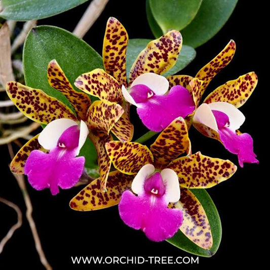 Cattleya Ratsima Spot Orchid Plant - BS