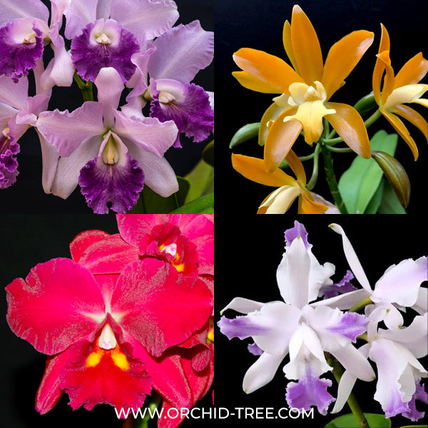 New Arrivals! – Orchid-Tree