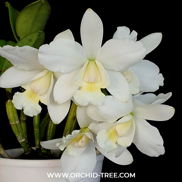 Cattleya White Bridal Orchid Plant - BS