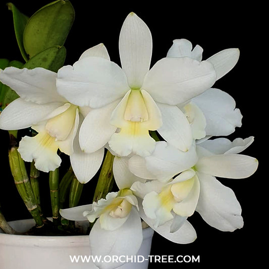 Cattleya White Bridal Orchid Plant -BS