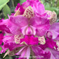 Cattleya Yuan Dung Sweet 'Dragon Fruit' Orchid Plant - BS