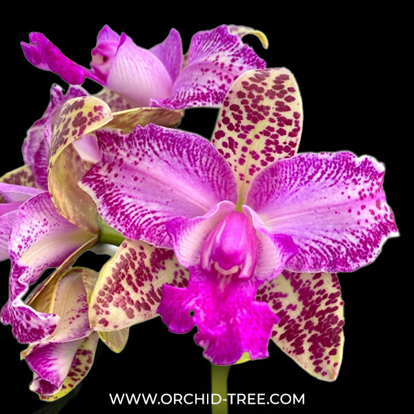 Cattleya Yuan Dung Sweet 'Dragon Fruit' Orchid Plant - BS