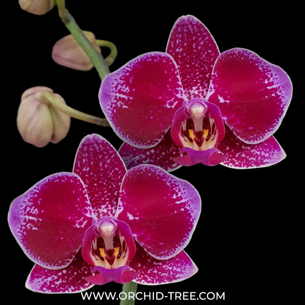 Phalaenopsis Chain Red Jewel Orchid Plant - FF