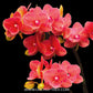 Phalaenopsis Charming Salmon '1320' - FF