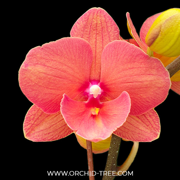 Phalaenopsis Charming Salmon '1320' - FF