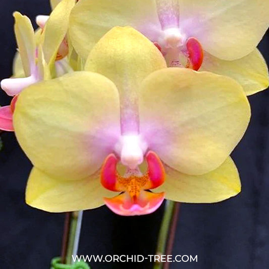 Phalaenopsis Charming Sunshine - FF