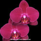 Phalaenopsis Shulong Cherry Orchid Plant - FF