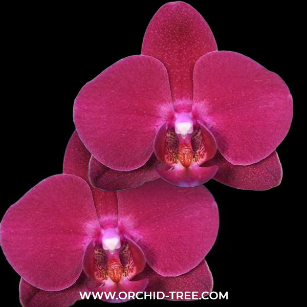 Phalaenopsis Shulong Cherry Orchid Plant - FF