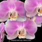 Phalaenopsis Fuller's Cherry Blossom Orchid Plant -FF