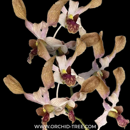 Dendrobium Chiffon Brown Orchid Plant - BS