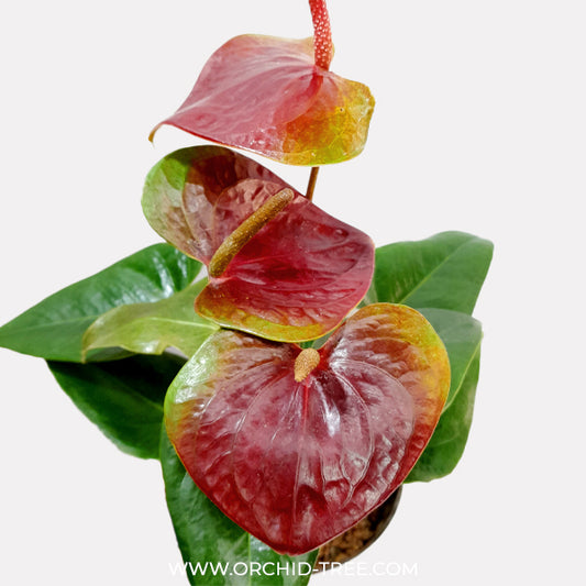 Anthurium Dark Chocolate - FF