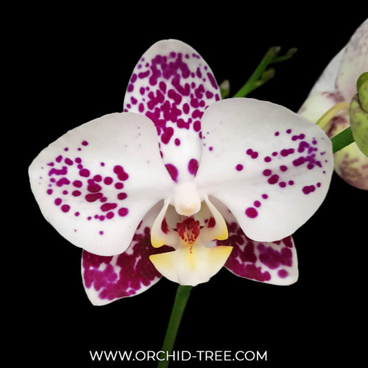 Phalaenopsis Christmas Star Orchid Plant- FF