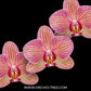 Phalaenopsis Cryptix Orchid Plant - FF