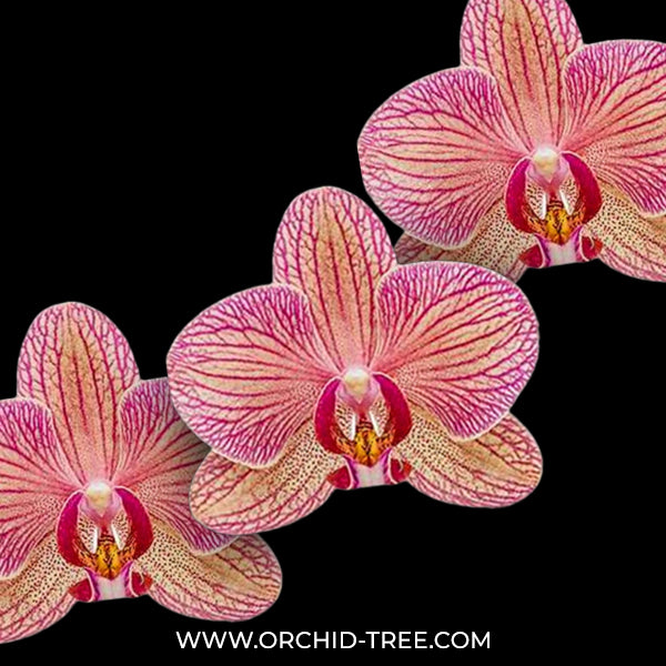 Phalaenopsis Cryptix Orchid Plant - FF