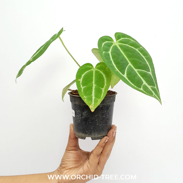 Anthurium crystallinum X Silver Hope Plant | SS