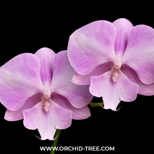 Phalaenopsis Deejay Soul Orchid Plant - FF