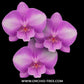 Phalaenopsis Deejay Soul Orchid Plant - FF