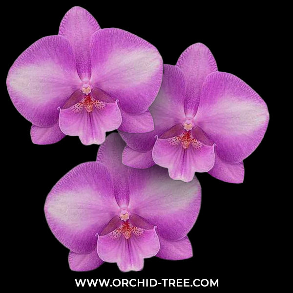 Phalaenopsis Deejay Soul Orchid Plant - FF