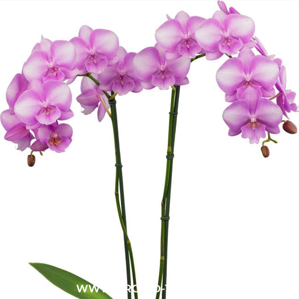 Phalaenopsis Deejay Soul Orchid Plant - FF