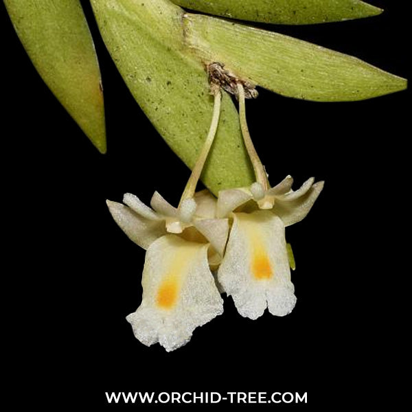 Dendrobium terminale sp. Orchid Plants -BS