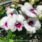 Dendrobium Glory White x Sirirattana Orchid Plant - FF